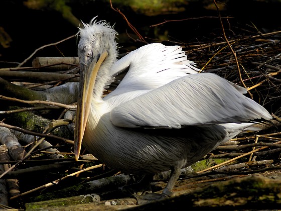 Pelecanus Onocrotalus Pelecanus Crispus 